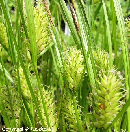 Carex vesicaria, luhtasara